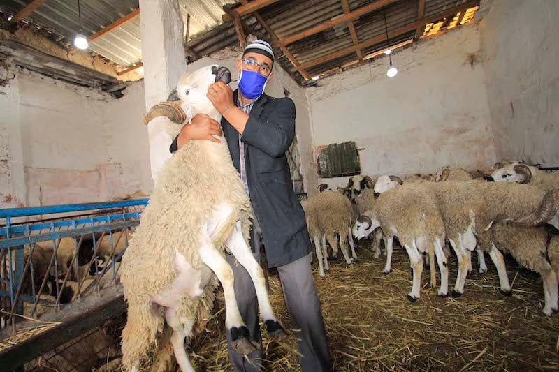 الأبعاد النفسية لأضحية العيد…بين ضغوط الميزانية والارتياح المؤقت